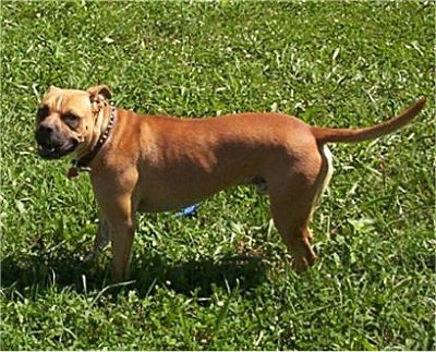 Banter Bulldogge looking at the camera holder standing outside in the grass