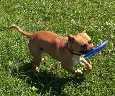 Rommel the Banter Bulldogge running across a lawn with a blue frisbee in its mouth