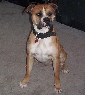 Leo the Banter Bulldogge sitting on carpet