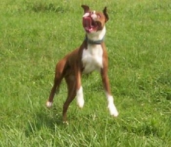 Purdy the Banter Bulldogge jumping in the air with his tongue flapping around