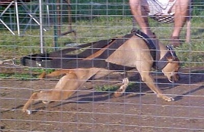 Hannah the Banter Bulldogge wearing a strap pulling weights