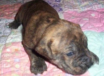 Close Up - A young Banter Bulldogge puppy laying on a blanket