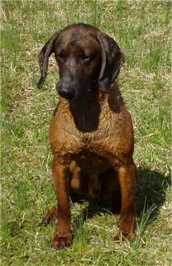 Bavarian Mountain Scent Hound sitting and looking into the distance