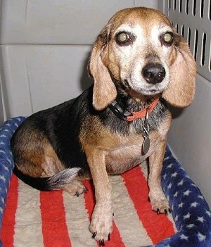 Lucy the Beagle sitting on an American flag dog bed