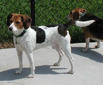 Two Beagles are on a sidewalk in front of a chain link fence