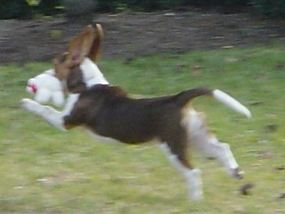 Taffy the Beagle has all 4 paws off the ground running across a yard with a toy in her mouth