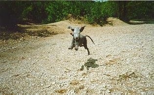 Sherman the Bedlington Terrier is jumping in the air and looking down at its shadow