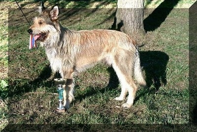 Left Profile - Cousteau the Berger Picard standing outside in front of a tree with a trophy next to him