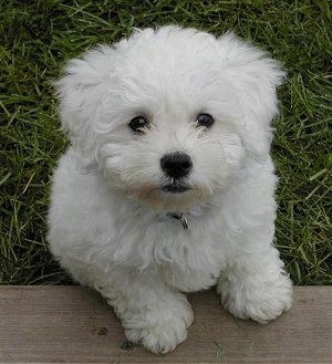 Close Up - Casper the Bich-poo standing on a wood step