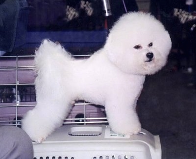 Right Profile - Bichon Frises standing on top of a dog carrier crate