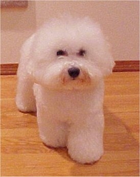 Bichon Frise standing on a hardwood floor facing the camera