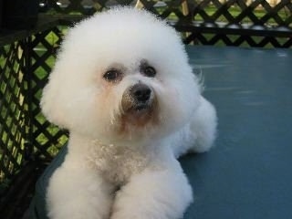 Bichon Frise laying outside on a porch on top of a table