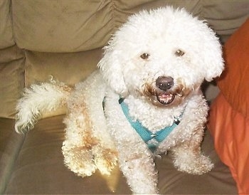 Max the Bichon Frise sitting on a couch with his mouth open wearing a teal harness