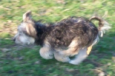 Kajsa the Bichon Yorkie is running around a yard