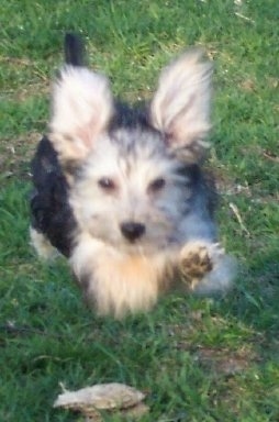 Kajsa the Bichon Yorkie is running towards the camera holder with all four paws off of the ground