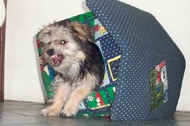 Bichon Yorkie popping out from the inside of an indoor plush doghouse bearing its teeth