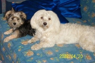 Kajsa-Pajsa the Bichon Yorkie and Bombom the Bichon Havanese laying on a bed with silky royal blue pillows behind them