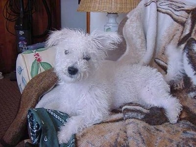 Bugzee Mcgee the white Bichon Yorkie laying on a blanket on a couch with a lamp behind him