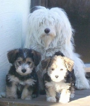 Bombom the Bichon Havanaise sitting behind Kassandra and Katsy the Bichon Yorkie puppies