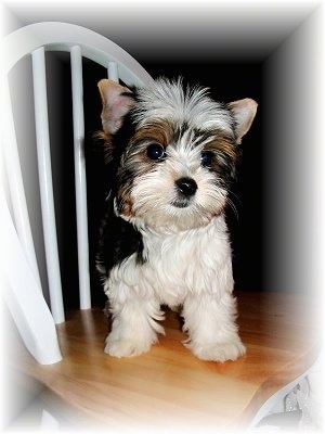 Biewer Puppy sitting ona kitchen chair