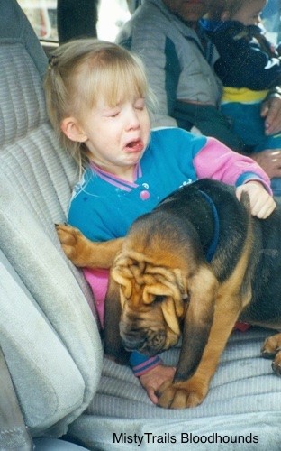 Bloodhound Puppy standing on a girls hand in the car