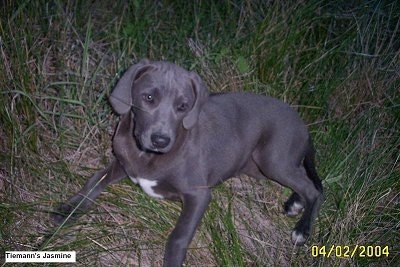 Blue Lacy laying in grass and looking at the camera holder. The words 'Tiemann's Jasmine 04/02/2004' is overlayed