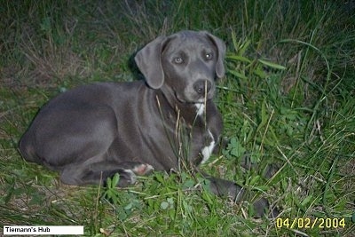 Blue Lacy laying in grass and looking at the camera holder. The words 'Tiemann's Hub 04/02/2004' is overlayed