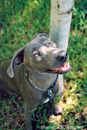 Close Up - Glamour Shot of a Blue Lacy sitting next to a tree with its mouth open. The Words 'Shiner, ©K.Frimpter' 