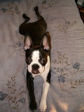 Misty the Boston Terrier laying down on a human's bed and looking at the camera holder