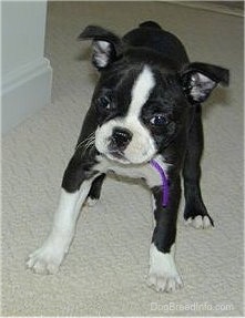 Boston Terrier Information and