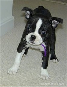 PJ the Boston Terrier standing on tan carpet looking down the hallway