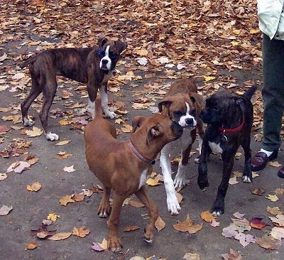Four Boxers playing outside on a blacktop with colorful leaves all around them