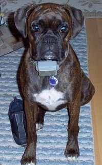 Rosie the Boxer sitting on a rug next to a shoe and looking up at the camera holder.