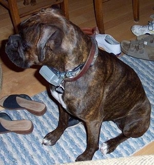 Rosie the Boxer sitting on a rug with a few pairs of shoes in front of and behind her