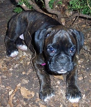 Gypsy Rose the Boxer Puppy laying outside on a leafy blacktop