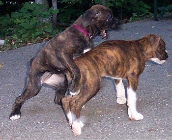 Rosie the Boxer Puppy initiating playtime by jumping on Ajax the other Boxer puppy's back about to bite him