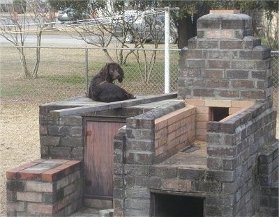 Sadie the Boykin Spaniel laying on an outside brick fireplace structure