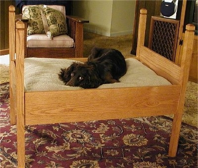 Sadie the Boykin Spaniel sleeping on a wooden framed dog bed that looks like a mini human bed in the middle of a living room