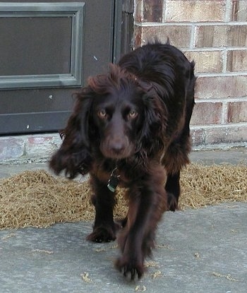 Sadie the Boykin Spaniel walking outside with a brick house behind him
