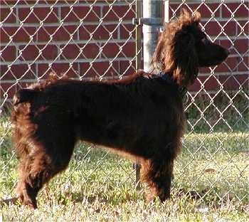 Left Profile - Sadie the Boykin Spaniel standing sideways in front of a chain link fence
