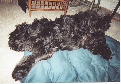 Baka the Briard laying belly-up on a bean bag chair