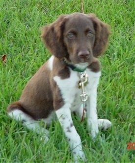 Owen the Brittany Spaniel Puppy sitting in grass