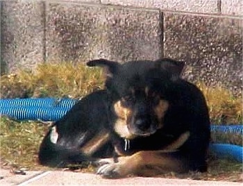 Buck Tiscarenio laying in grass in front of a brick wall