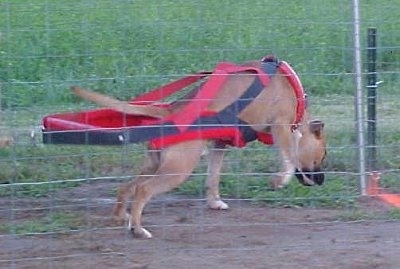 Rommel the Banter Bulldogge wearing a red and black strap pulling weight