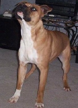 Rommel the Banter Bulldogge standing on a carpet