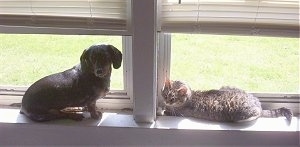 Andy the cat and Halee the dog sitting on a window sill and looking at the camera holder