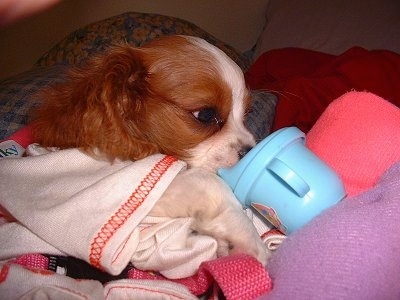 Dillion the Cavalier King Charles Spaniel puppy is laying on a bed and drinking from a light blue sippy cup