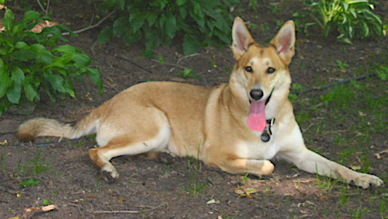 Lucy Lu the Carolina Dog is laying outside in the woods looking hot. Her mouth is open and tongue is out