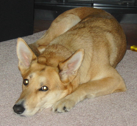 Lucy Lu the Carolina Dog is laying on a rug in front of an entertainment center