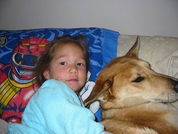 Lucy Lu the Carolina Dog is laying on a bed cuddled up to a little girl 